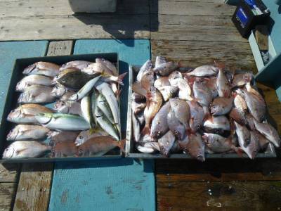 磯部釣船 直栄丸 釣果