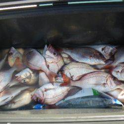 磯部釣船 直栄丸 釣果