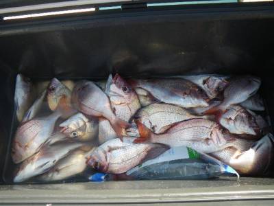 磯部釣船 直栄丸 釣果