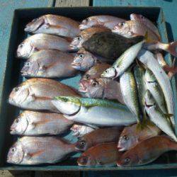 磯部釣船 直栄丸 釣果