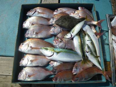 磯部釣船 直栄丸 釣果