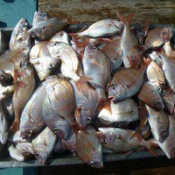 磯部釣船 直栄丸 釣果