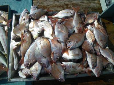 磯部釣船 直栄丸 釣果