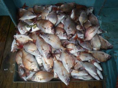 磯部釣船 直栄丸 釣果