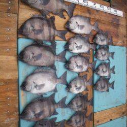 磯部釣船 直栄丸 釣果