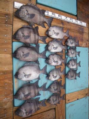 磯部釣船 直栄丸 釣果