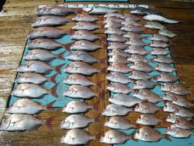 磯部釣船 直栄丸 釣果