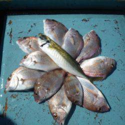 磯部釣船 直栄丸 釣果