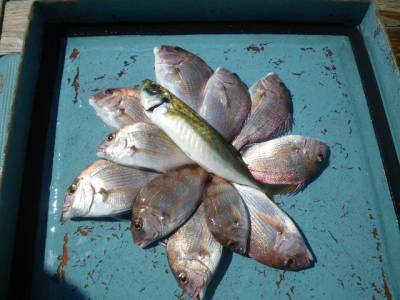 磯部釣船 直栄丸 釣果