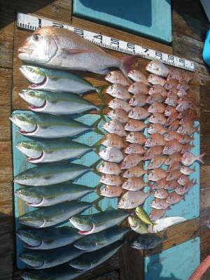 磯部釣船 直栄丸 釣果