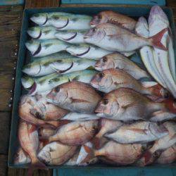 磯部釣船 直栄丸 釣果