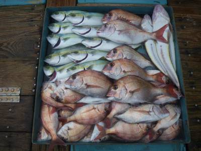 磯部釣船 直栄丸 釣果