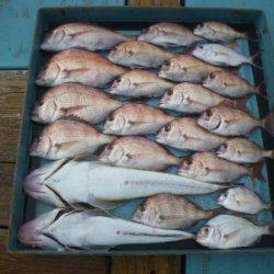 磯部釣船 直栄丸 釣果