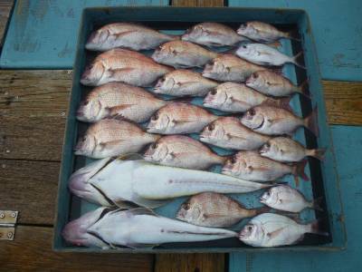 磯部釣船 直栄丸 釣果