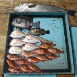 磯部釣船 直栄丸 釣果