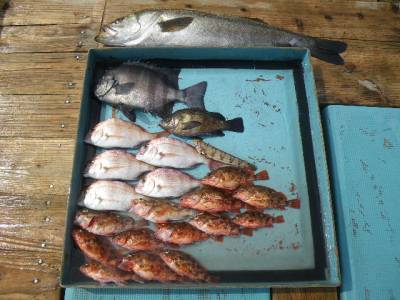 磯部釣船 直栄丸 釣果