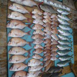 磯部釣船 直栄丸 釣果