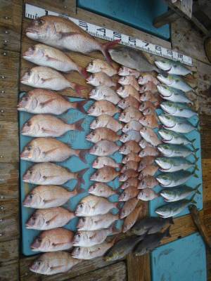 磯部釣船 直栄丸 釣果