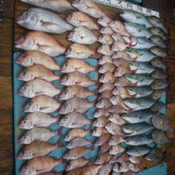 磯部釣船 直栄丸 釣果