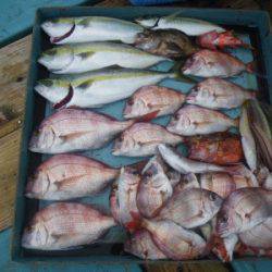 磯部釣船 直栄丸 釣果