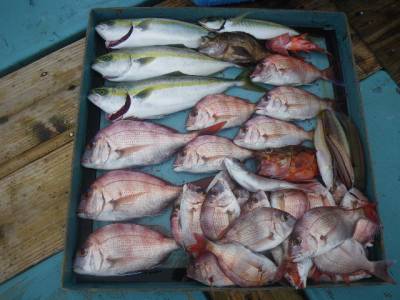 磯部釣船 直栄丸 釣果