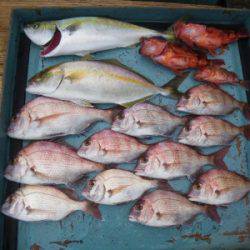 磯部釣船 直栄丸 釣果