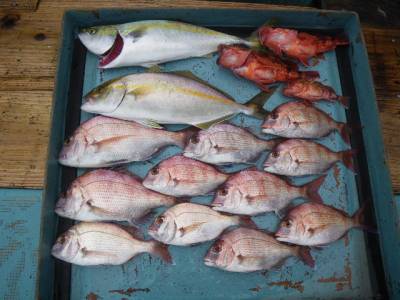 磯部釣船 直栄丸 釣果