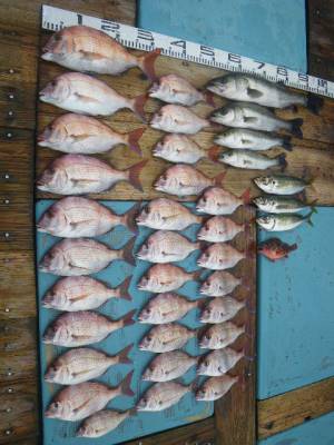 磯部釣船 直栄丸 釣果