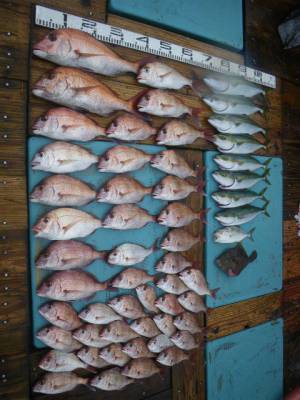 磯部釣船 直栄丸 釣果