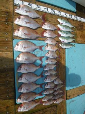 磯部釣船 直栄丸 釣果