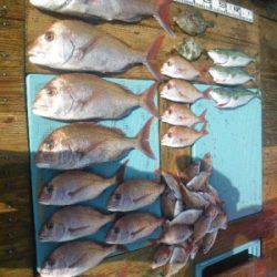 磯部釣船 直栄丸 釣果