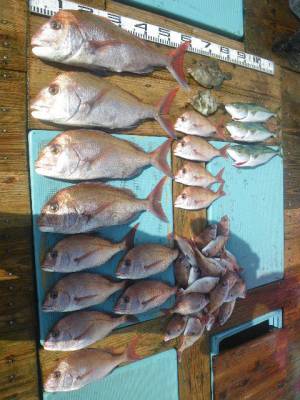 磯部釣船 直栄丸 釣果