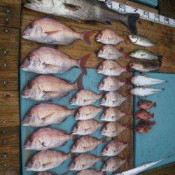 磯部釣船 直栄丸 釣果