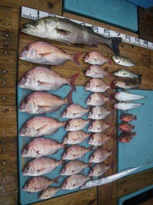 磯部釣船 直栄丸 釣果