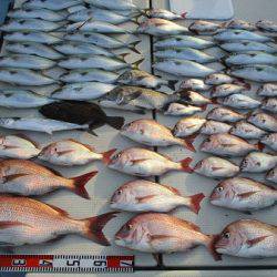 海人丸（うみんちゅまる） 釣果