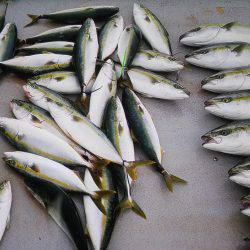 アジアマリンサービス 釣果