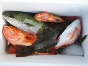 兼六丸 釣果