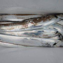 アジアマリンサービス 釣果