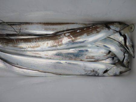 アジアマリンサービス 釣果