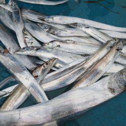 アジアマリンサービス 釣果