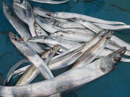 アジアマリンサービス 釣果