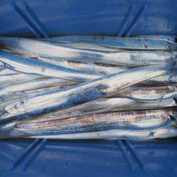 アジアマリンサービス 釣果