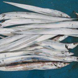 アジアマリンサービス 釣果