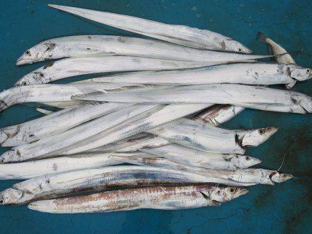 アジアマリンサービス 釣果