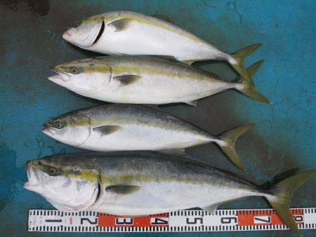 アジアマリンサービス 釣果