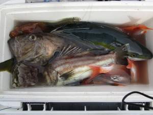 兼六丸 釣果