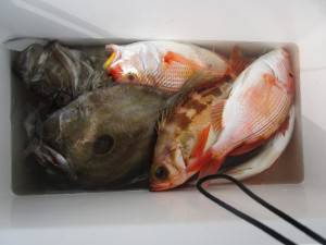 兼六丸 釣果
