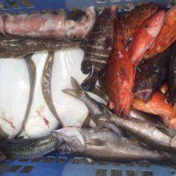 Sea Frend 片山丸 釣果