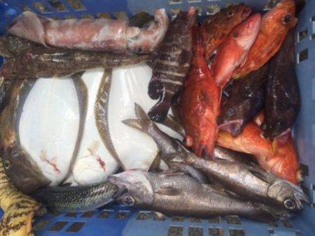 Sea Frend 片山丸 釣果