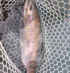 朝霞ガーデン 釣果